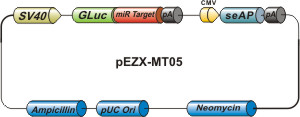 mirna target with luciferase reporter